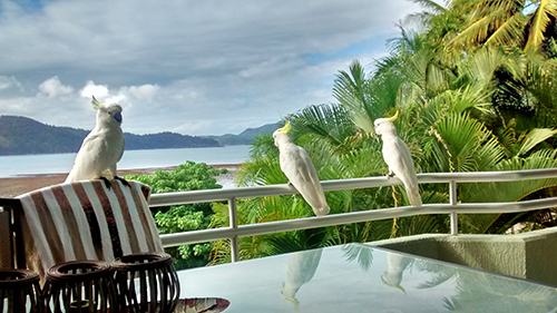 tropical birds tropical birds