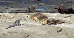 Galapagos Galapagos